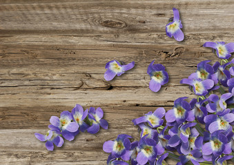  violets on old  boarderes