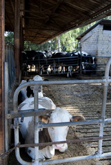 outdoor cowshed