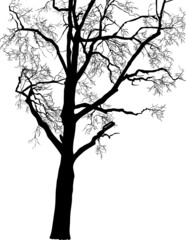 part of black bare isolated tree