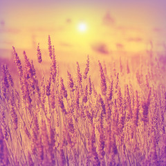 Fototapeta premium Lavender field at sunset in vintage style.