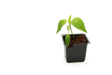 Pepper seedling on white background