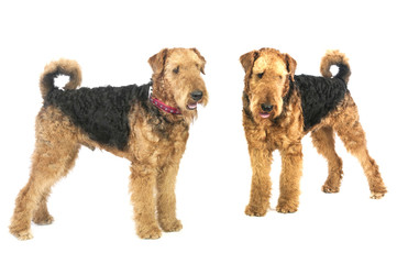 airedales