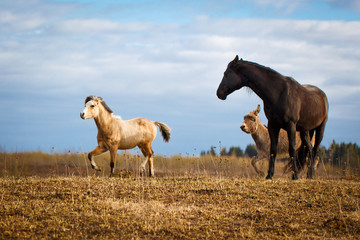 Obraz premium pony horse and donley