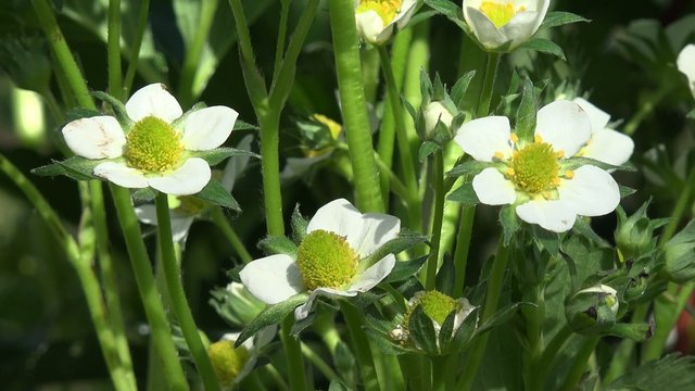 Bl&uuml;hende Erdbeere