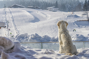 dogs enjoy looking at the sky slope