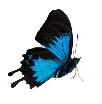 side view of bright blue butterfly