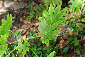 Japanese Aralia-7