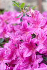 Pink flowers of a rhododendron close up