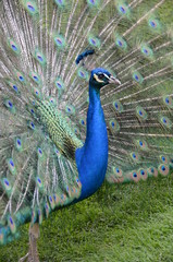 Obraz premium Der Pfau