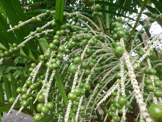 Naklejka premium Kohlpalme, Euterpe oleracea. Amazonas, Brasilien