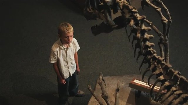 MS HA Boy (10-11) Looking At Dinosaur's Skeleton In Natural History Museum, Lehi, Utah, USA