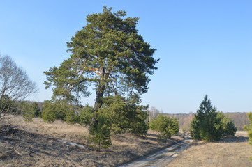 Obraz premium Весна в деревне