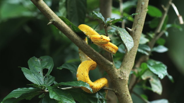 yellow eyelash pit viper in a tree branch