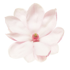 Fototapeta na wymiar Magnolia flower on white, clipping path
