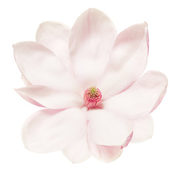 Fototapeta Magnolia flower on white, clipping path