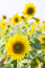 Sun Flower