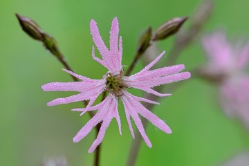 Lychnis flos-cuculis