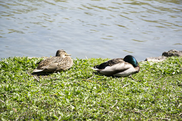 schlafende Enten