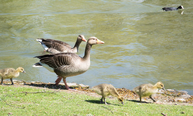 Gänse