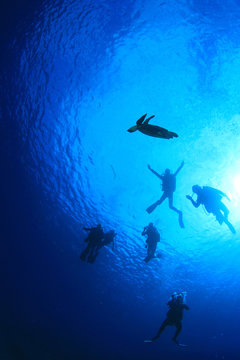 Scuba diving with sea turtle silhouette