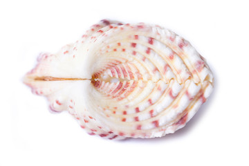 Seashell