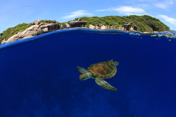 La tortue de mer verte nage dans la mer bleu clair des îles Similan