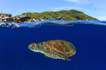 Papier Peint photo autocollant Tortue Green Sea Turtle swims in clear blue sea of Similan Islands