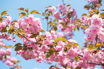 pink flower, cherry blossom at spring