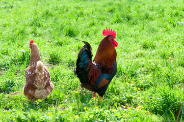 Hens and rooster