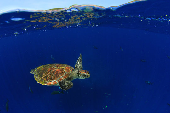 Green Sea Turtle swims in clear blue sea of Similan Islands