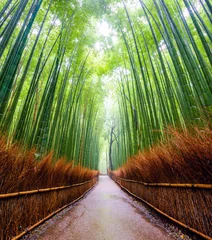 Photo sur Plexiglas Best-sellers Fleurs et plantes Chemin d& 39 accès à la forêt de bambous, Arashiyama, Kyoto, Japon.