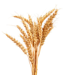 Wheat isolated on white background