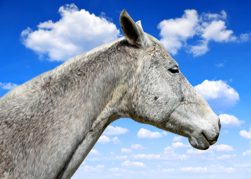 Horse portrait on blue sky