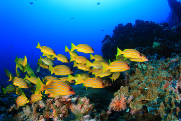Naklejka na ściany i meble Coral reef and tropical fish in ocean