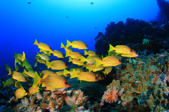 Coral reef and tropical fish in ocean