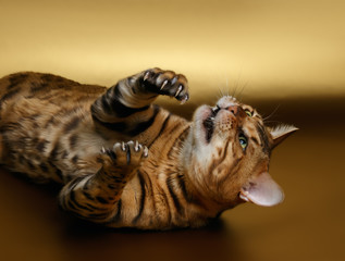 Bengal Cat shows cluws on Gold background