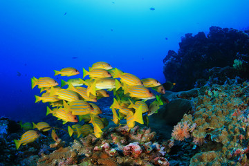 Obraz na płótnie Canvas Coral reef and tropical fish in ocean