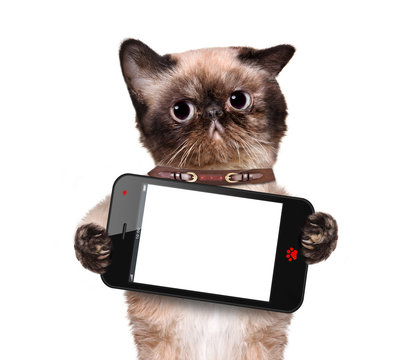 Cat holding a blank smartphone.