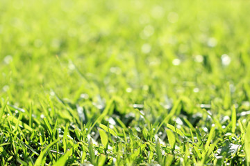 background of a green grass