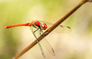 Dragonfly standing on dry leaf