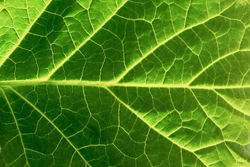 Green leaf background texture