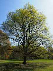Frühling, Baum im Tiergarten Berlin