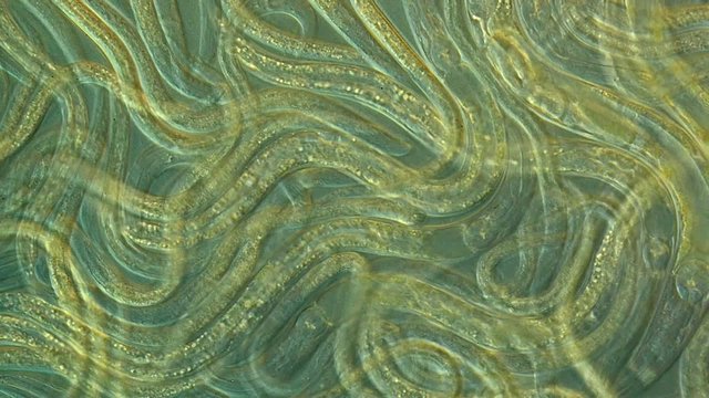 A free-living, transparent nematode (roundworm)