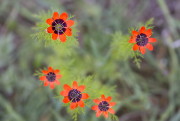 Red flower heads