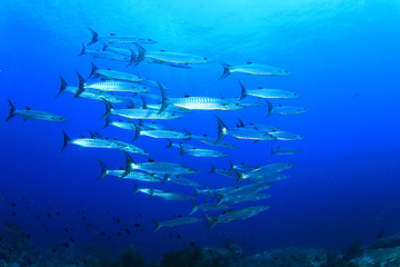 Fototapeta na wymiar School Barracuda fish underwater in ocean