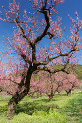 Pfirsichbaumblüte