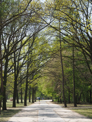 Frühling im Tiergarten, Berlin