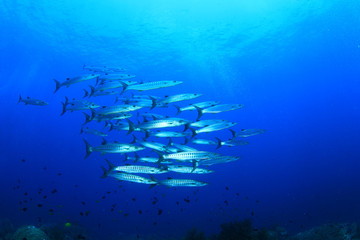 Fototapeta na wymiar School Barracuda fish underwater in ocean