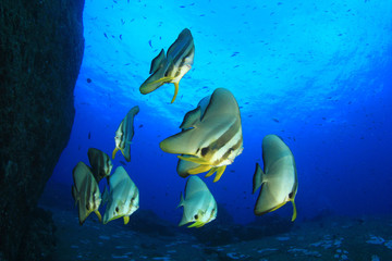 School of fish: Longfin Spadefish (Batfish)