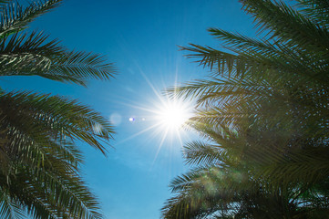 View of the palm leaves and the sun on the clear blue sky